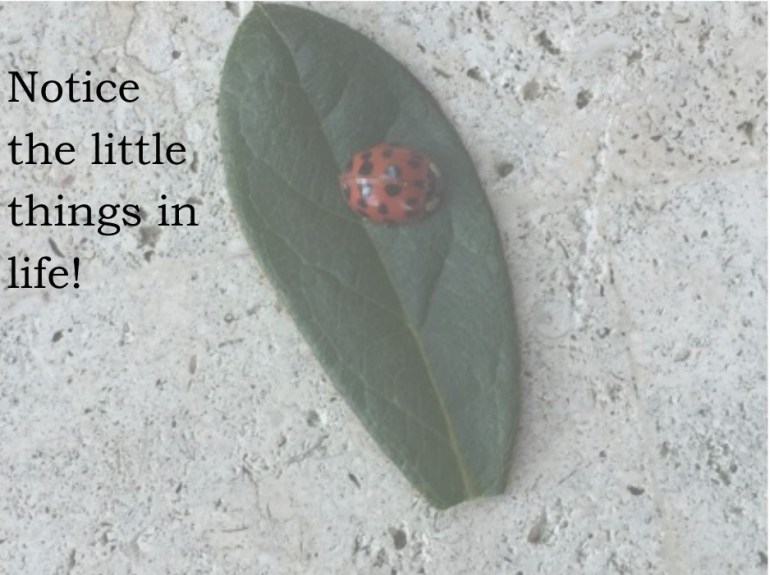 Notice the little things in life