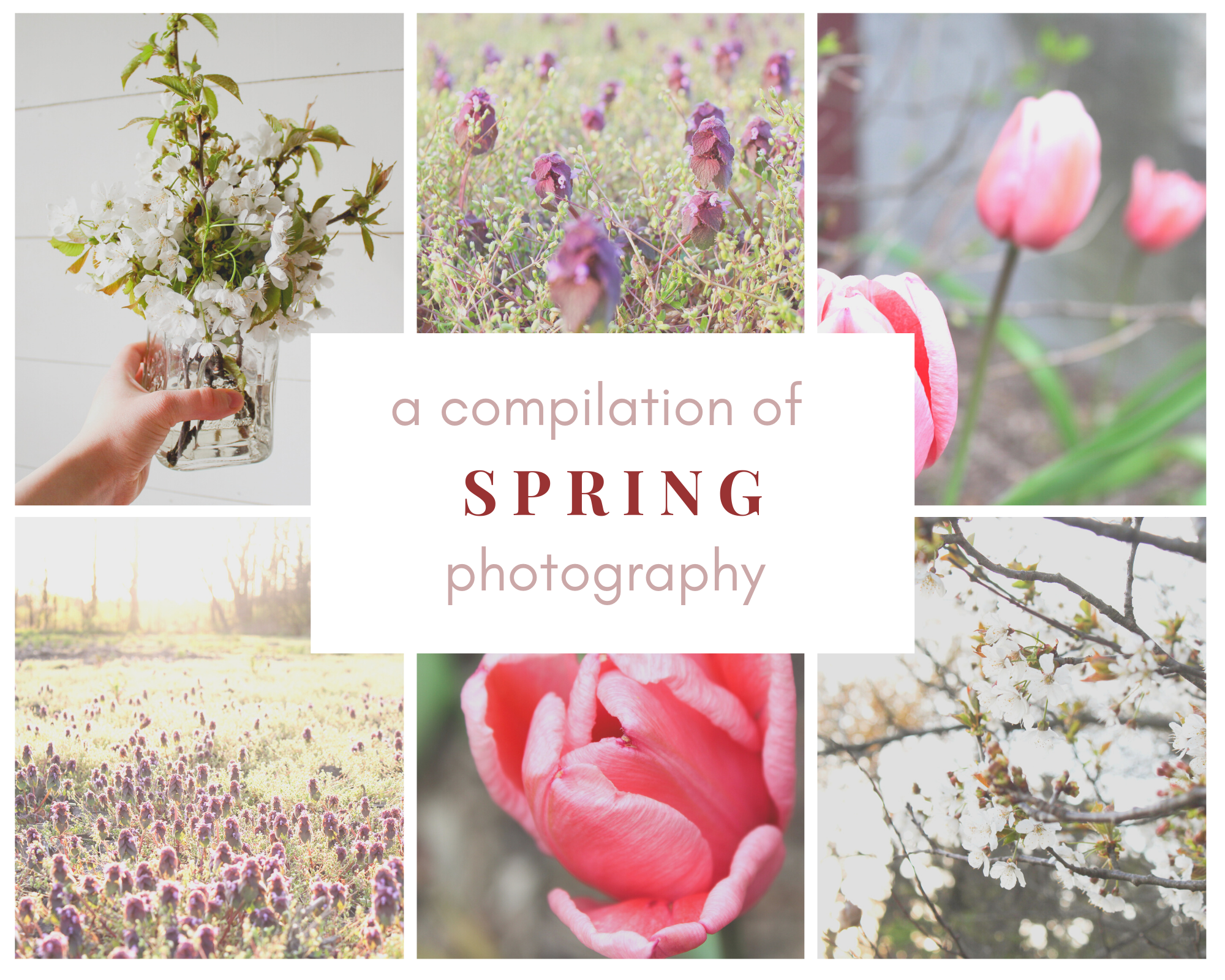Spring Photograf a compilation of spring photography – the striped plaid